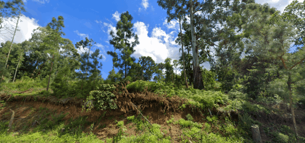 Terrenos à venda em Canela - RS